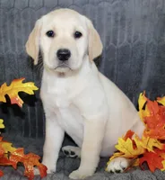 Randy, a male Labrador Retriever for sale in Minneapolis, MN – 1 of 1