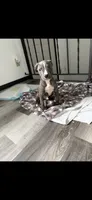 Cairo , a male American Pit Bull Terrier for sale in Minneapolis, MN – 2 of 2