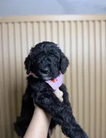 duke, a female Goldendoodle for sale in Minneapolis, MN – 1 of 1