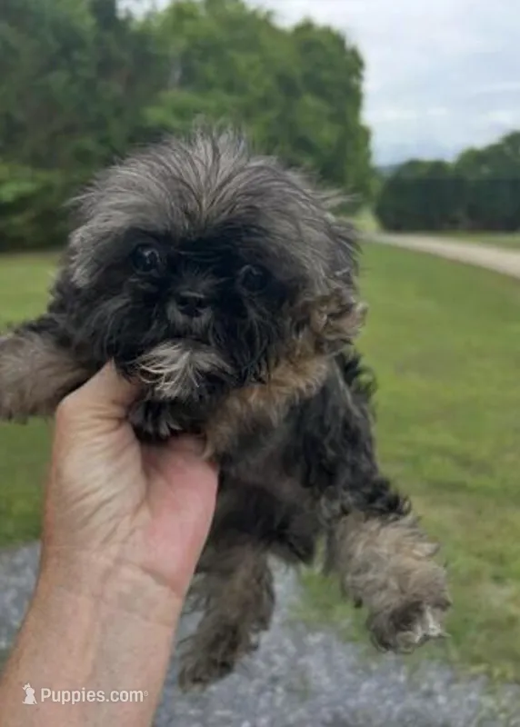 Denver  – Shih Tzu puppy for sale in Minneapolis, MN