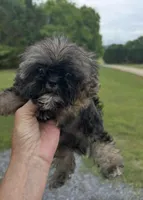 Denver , a female Shih Tzu for sale in Minneapolis, MN – 1 of 1