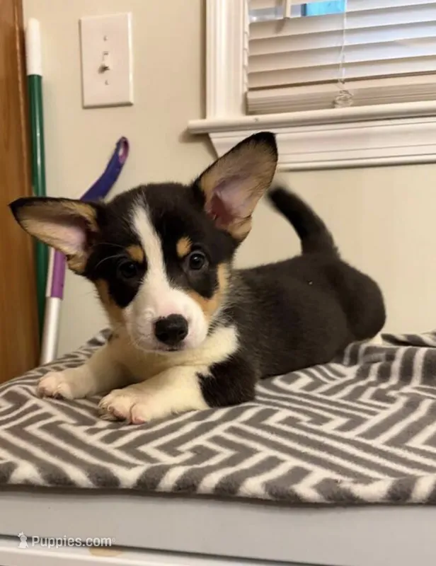 Bella boo – Pembroke Welsh Corgi puppy for sale in Minneapolis, MN