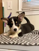 Bella boo, a female Pembroke Welsh Corgi for sale in Minneapolis, MN – 1 of 1