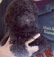 koda , a male Maltipoo for sale in Minneapolis, MN – 1 of 1