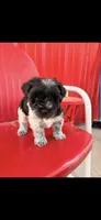 oreo *registered*, a male Miniature Schnauzer for sale in Minneapolis, MN – 1 of 1