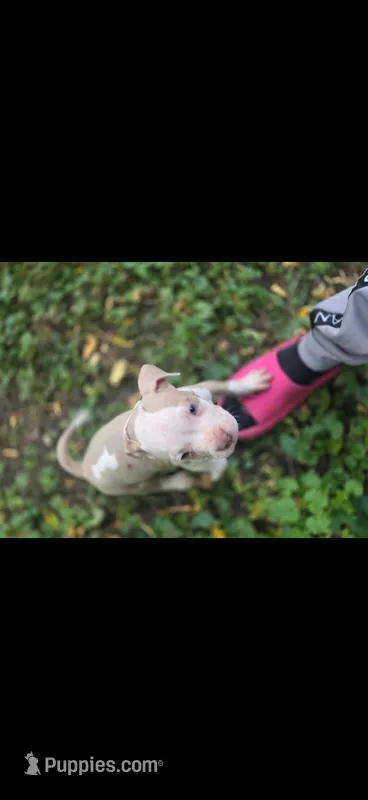 Remy  – American Pit Bull Terrier puppy for sale in Minneapolis, MN