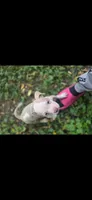 Remy , a male American Pit Bull Terrier for sale in Minneapolis, MN – 1 of 1