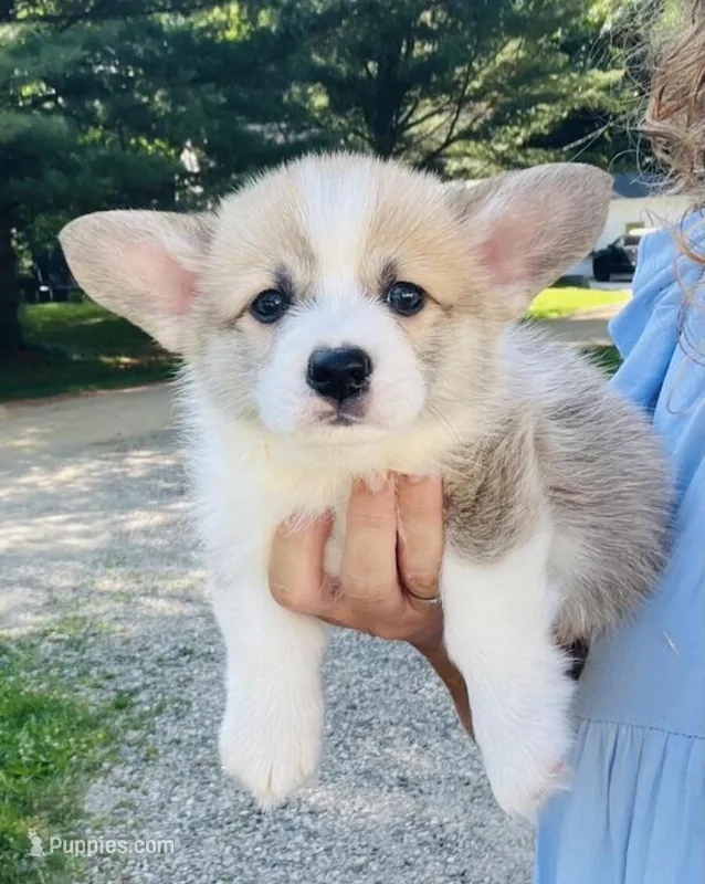 Tootsie – Pembroke Welsh Corgi puppy for sale in Minneapolis, MN