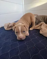 remy, a male American Pit Bull Terrier for sale in Minneapolis, MN – 2 of 2