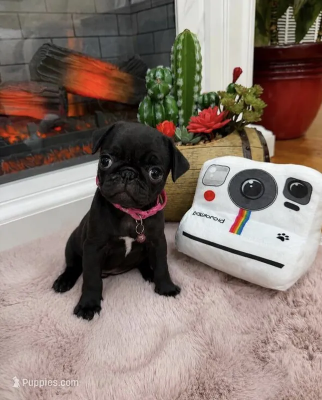 Tulip  – Pug puppy for sale in Minneapolis, MN