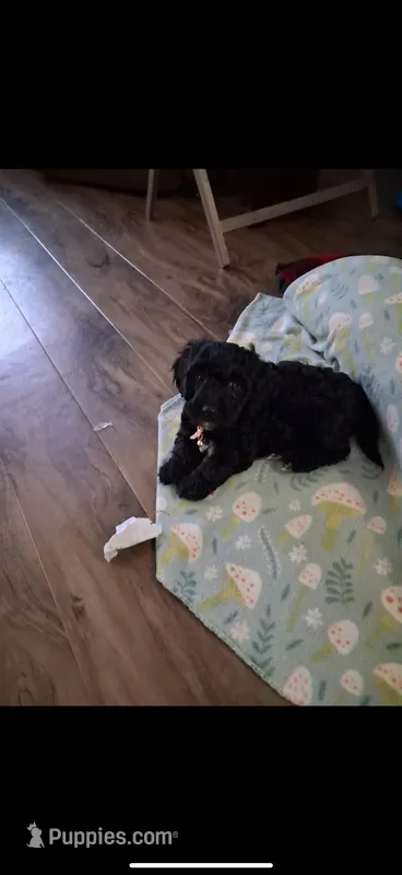 Chief  – Cockapoo puppy for sale in Minneapolis, MN