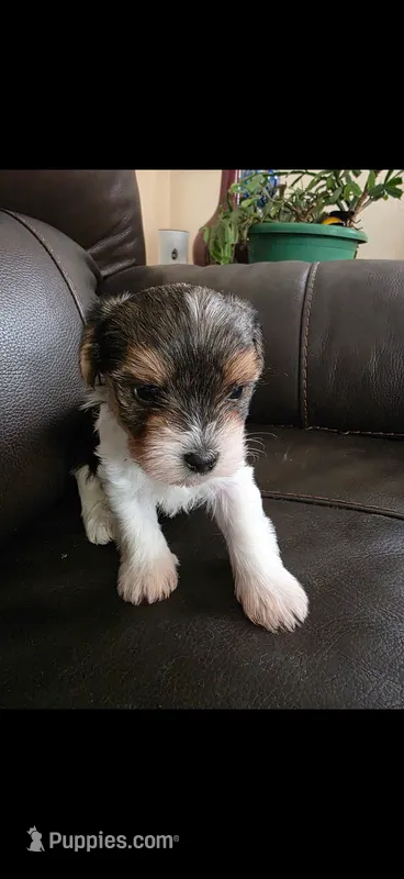 tono , a male Yorkshire Terrier for sale in Minneapolis, MN – 1 of 1