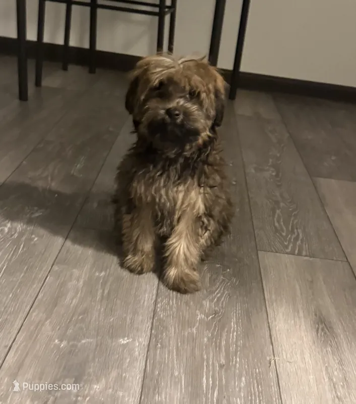 Dunkin – Yorkshire Terrier, Poodle - Miniature  puppy for sale in Minneapolis, MN