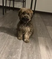 Dunkin, a male Yorkshire Terrier and Poodle - Miniature  for sale in Minneapolis, MN – 1 of 1