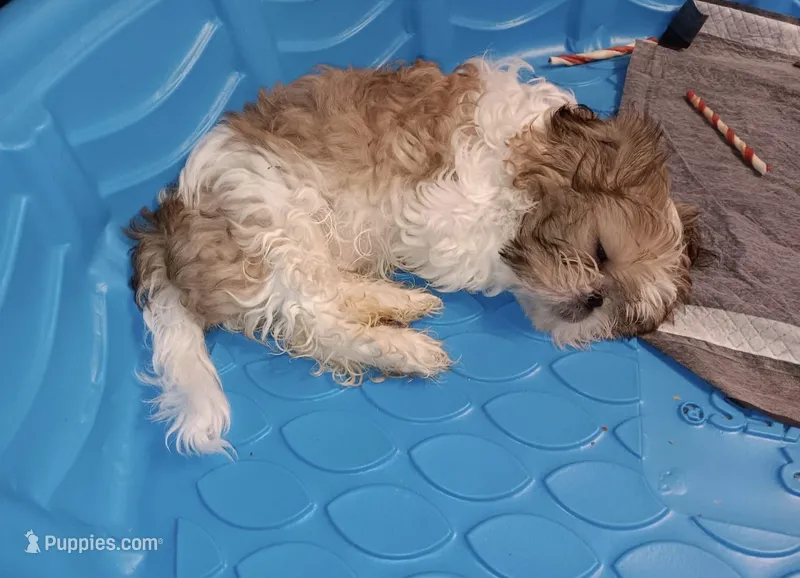 Reginald  – Shih Tzu puppy for sale in Minneapolis, MN