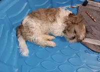 Reginald , a male Shih Tzu for sale in Minneapolis, MN – 1 of 1