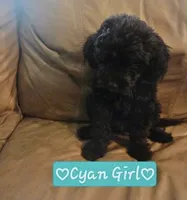 Eleanor , a female Goldendoodle for sale in Minneapolis, MN – 1 of 1