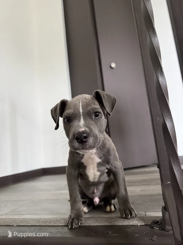 Junior  – American Bully puppy for sale in Minneapolis, MN