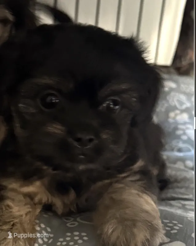 Dorothy  – Shorkie puppy for sale in Minneapolis, MN