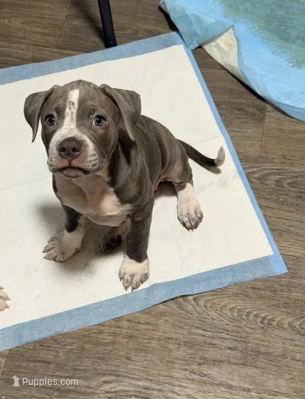 Junior  – American Bully puppy for sale in Minneapolis, MN
