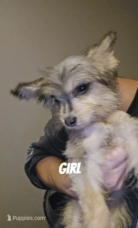 ren – Pomsky puppy for sale in Minneapolis, MN