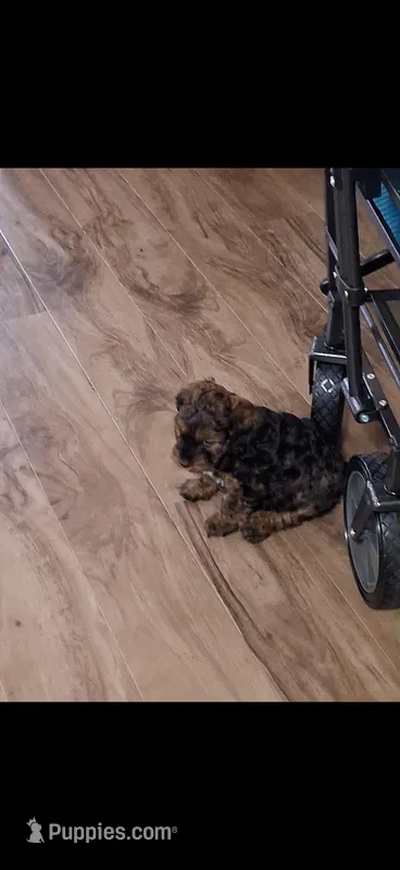 Reign  – Cockapoo puppy for sale in Minneapolis, MN