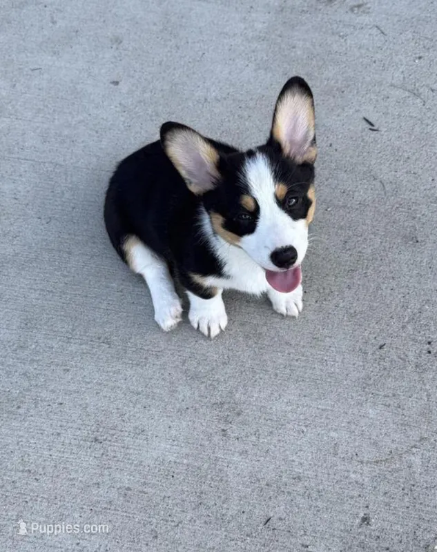 yoshi – Pembroke Welsh Corgi puppy for sale in Minneapolis, MN