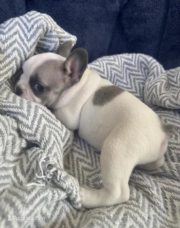 Pippa  – French Bulldog puppy for sale in Minneapolis, MN
