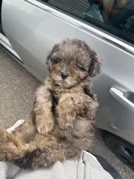 Chip, a male Maltipoo for sale in Minneapolis, MN – 2 of 2