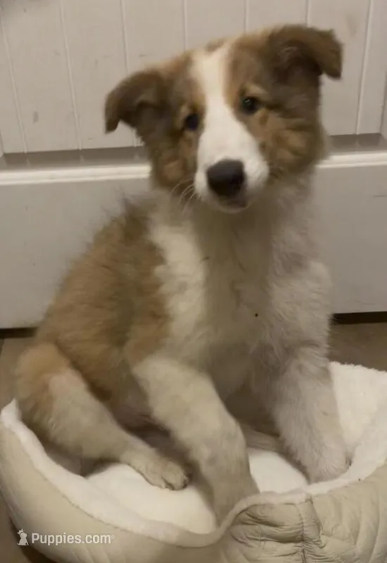 Prince *rough collie * – Collie puppy for sale in Minneapolis, MN