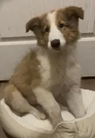 Prince *rough collie *, a male Collie for sale in Minneapolis, MN – 1 of 1