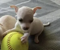 Castillo , a male Chihuahua for sale in Minneapolis, MN – 1 of 1