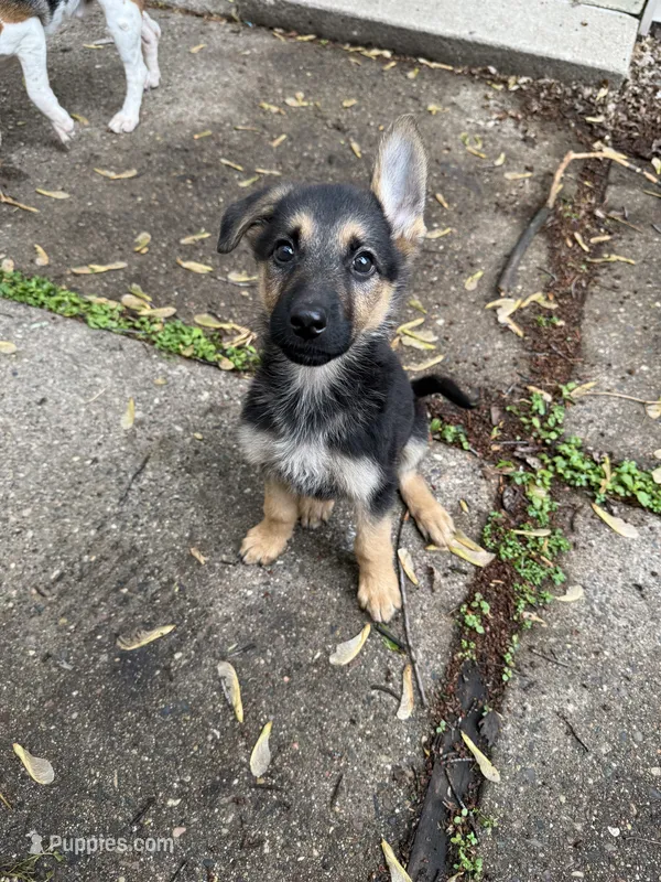 Alani  – German Shepherd Dog puppy for sale in Minneapolis, MN