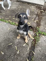 Alani , a female German Shepherd Dog for sale in Minneapolis, MN – 1 of 1