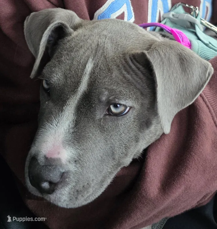 Mabel  – American Pit Bull Terrier puppy for sale in Minneapolis, MN