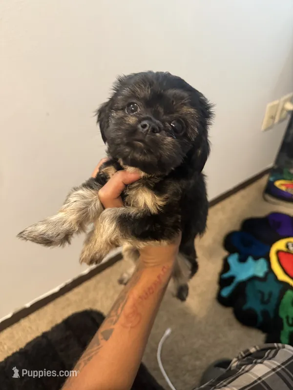 Dorothy  – Shorkie puppy for sale in Minneapolis, MN