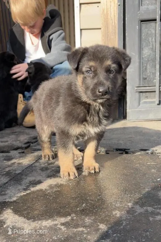 Chop , a male German Shepherd Dog for sale in Minneapolis, MN – Photo 1 of 1
