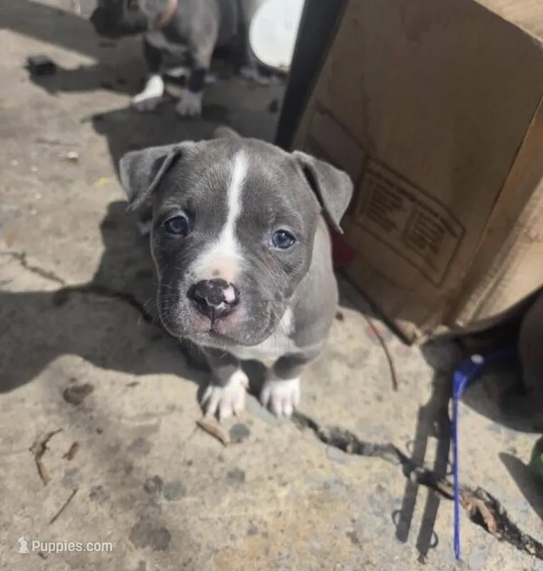 Cairo , a male American Pit Bull Terrier for sale in Minneapolis, MN – 1 of 1
