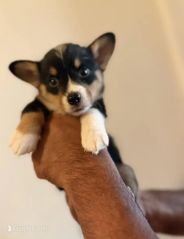 yoshi – Pembroke Welsh Corgi puppy for sale in Minneapolis, MN