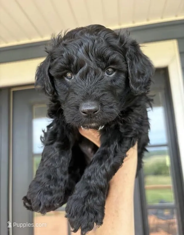 Mercedes  – Miniature Aussiedoodle puppy for sale in Minneapolis, MN