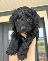 Mercedes , a female Miniature Aussiedoodle for sale in Minneapolis, MN – 1 of 1