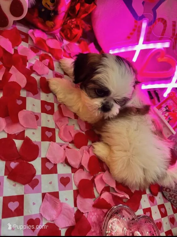 Little buddy , a male Shih Tzu for sale in Minneapolis, MN – Photo 1 of 1