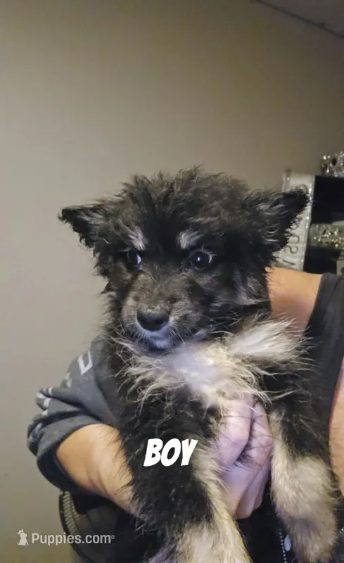 Fin – Pomsky puppy for sale in Minneapolis, MN