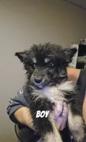 Fin, a male Pomsky for sale in Minneapolis, MN – 1 of 1