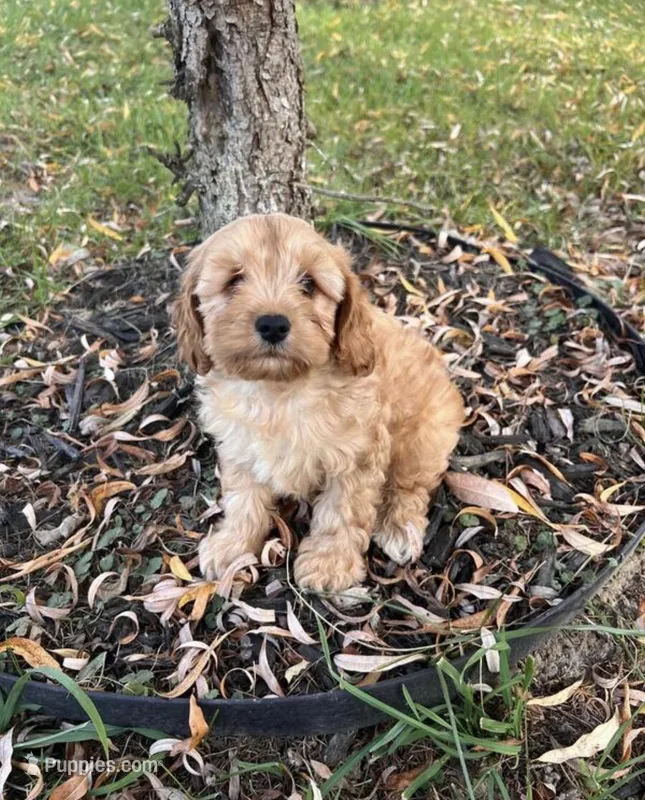 Leo – Cavapoo puppy for sale in Minneapolis, MN