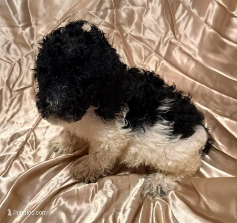 Cora  – Goldendoodle puppy for sale in Minneapolis, MN