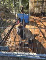 Duke, a male Belgian Malinois for sale in Minneapolis, MN – 1 of 1