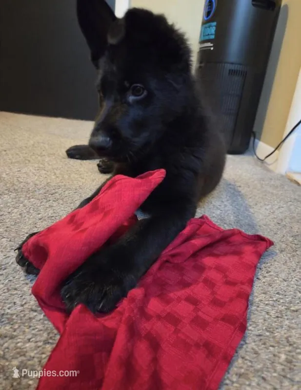 cairo , a male German Shepherd Dog for sale in Minneapolis, MN – Photo 1 of 1