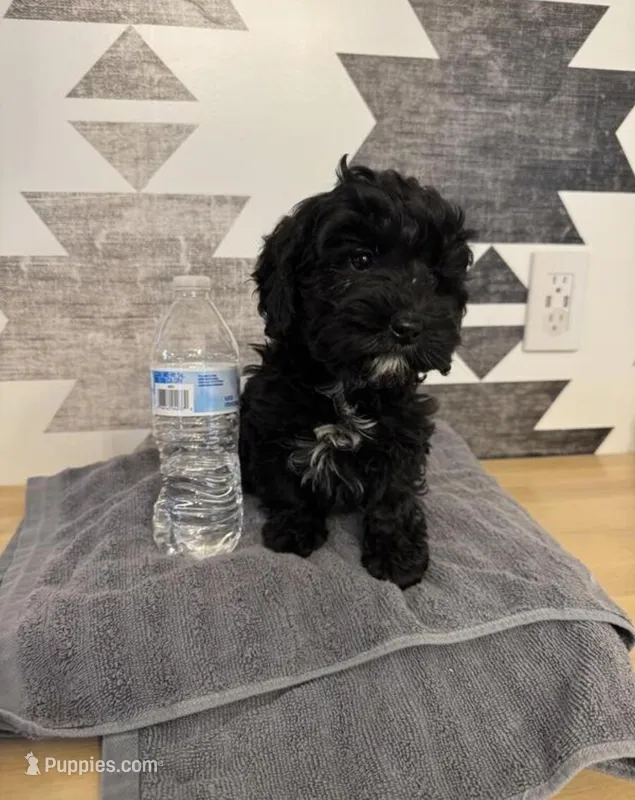 Nala  – Cavapoo puppy for sale in Minneapolis, MN