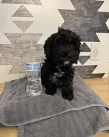 Photo of Nala 